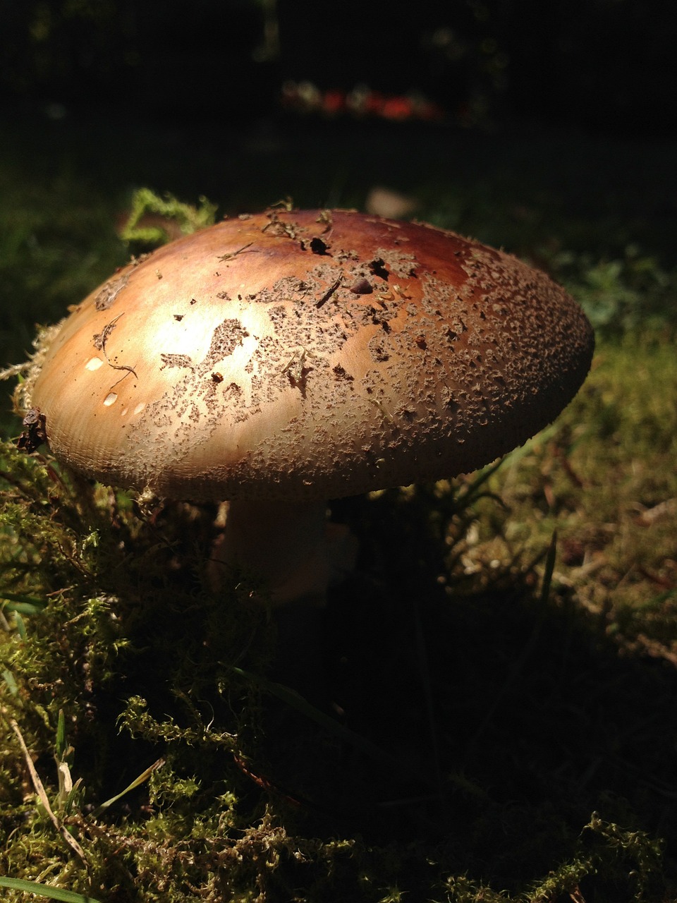 mushroom brown forest free photo