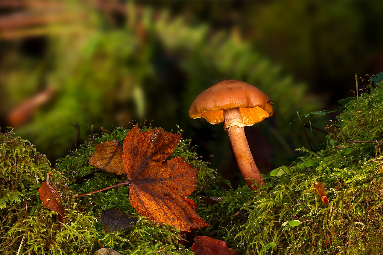 mushroom  forest  autumn free photo