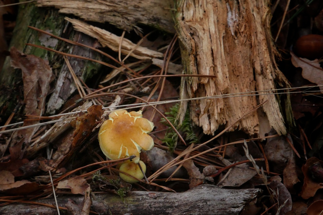 mushroom  wood  nature free photo