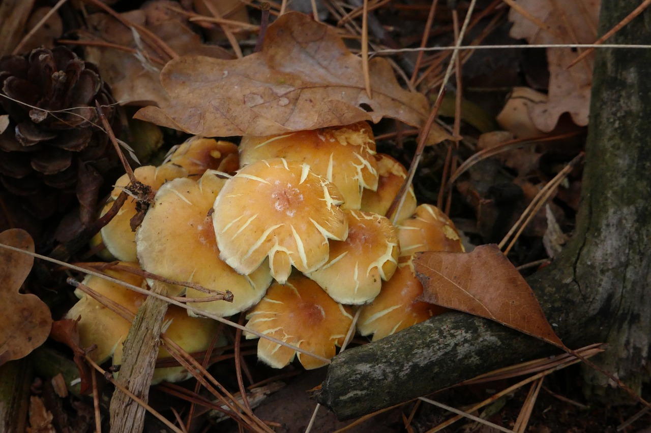 mushroom  forest  autumn free photo