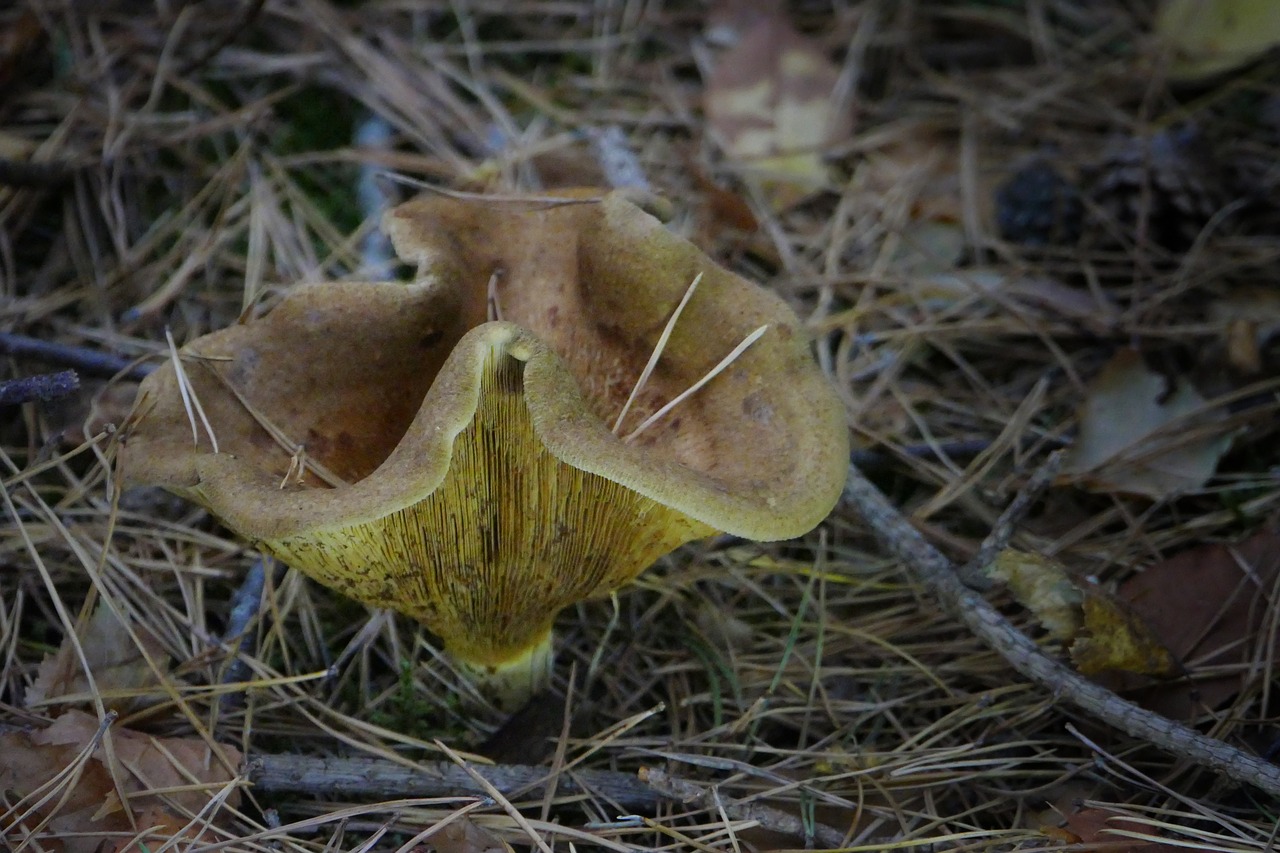 mushroom  forest  autumn free photo