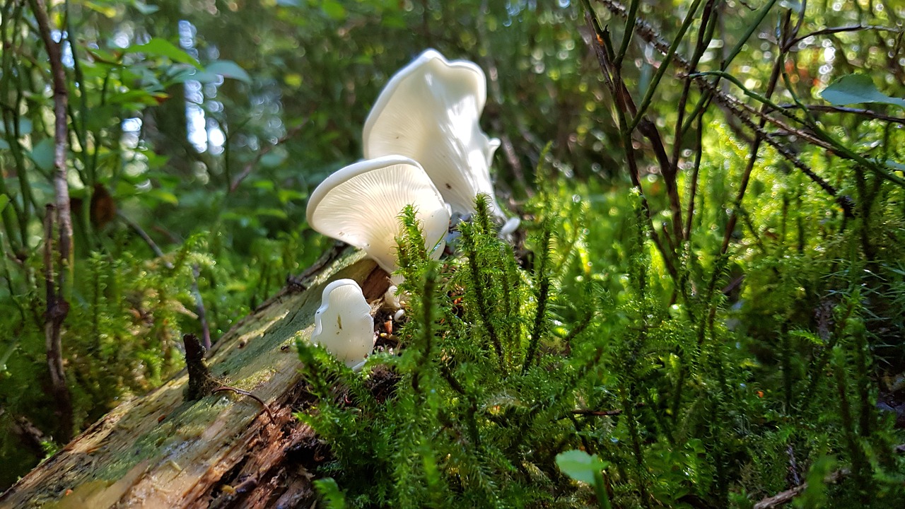 mushroom  forest  white free photo