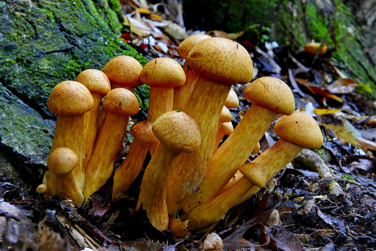 mushroom  close up  fungus free photo