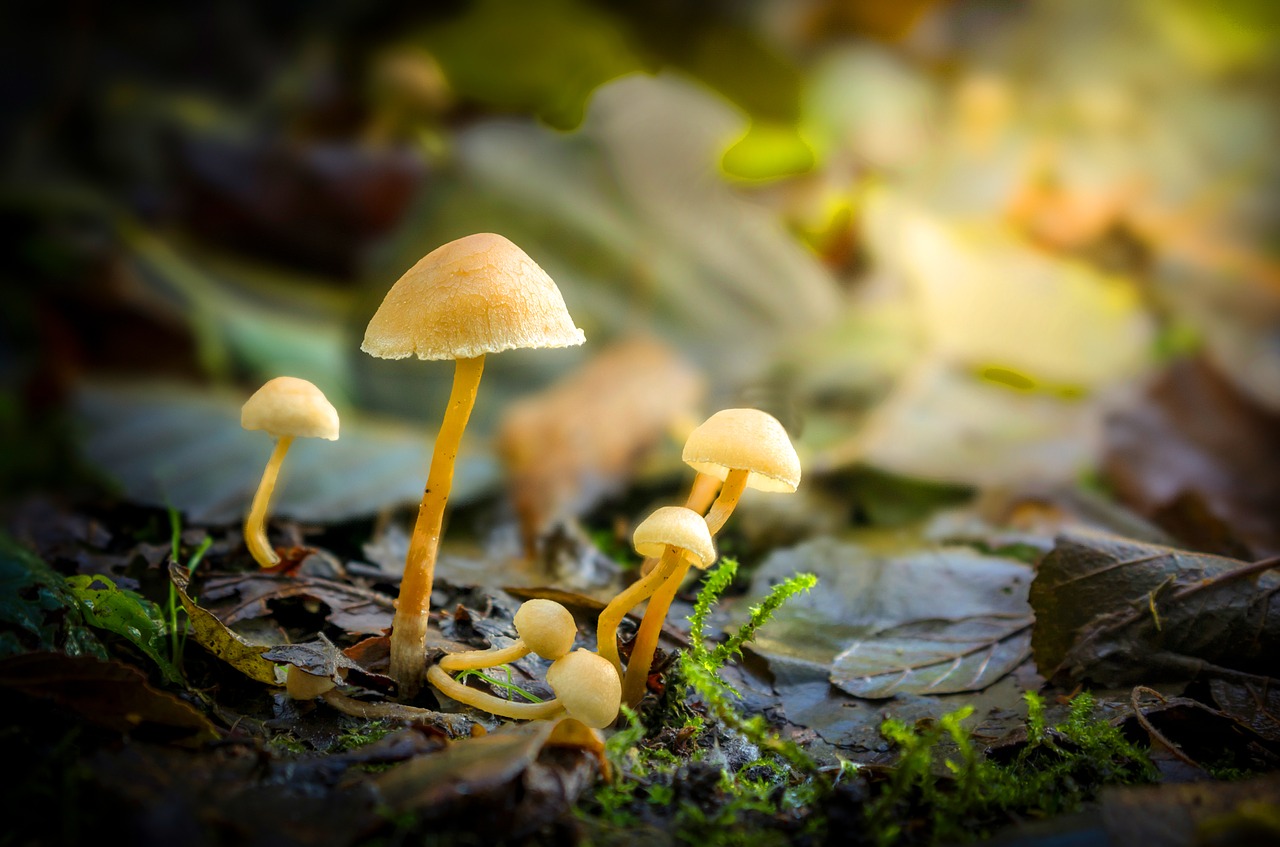 mushroom  forest  woods free photo