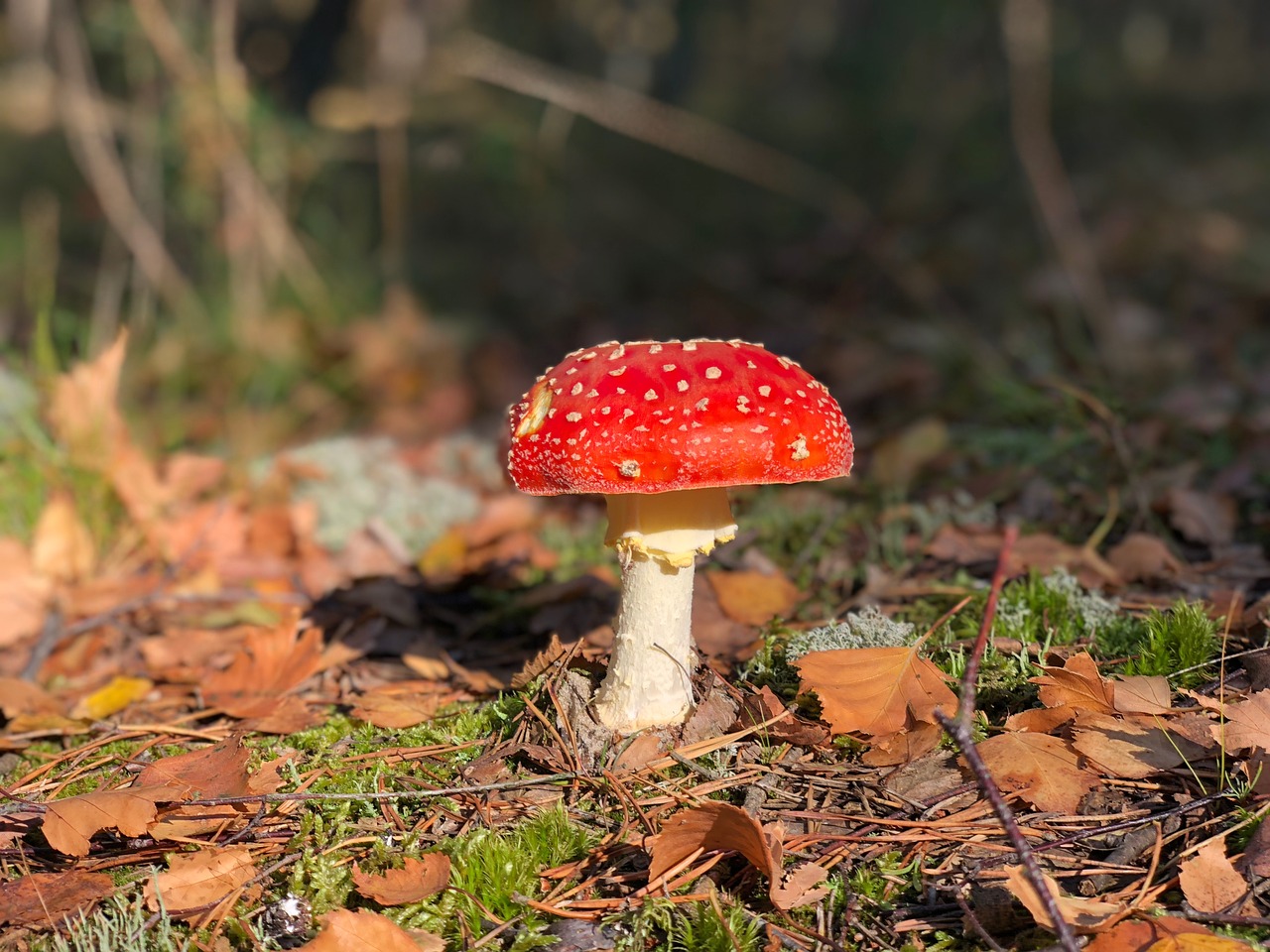 mushroom  deadly  poison free photo