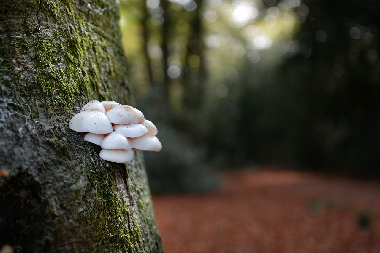 mushroom  tree  forest free photo