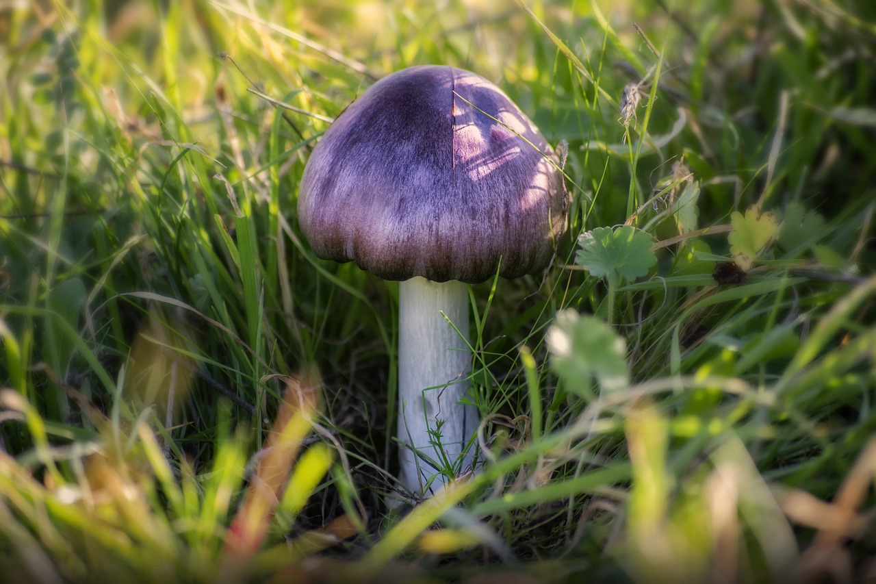 mushroom  forest  autumn free photo