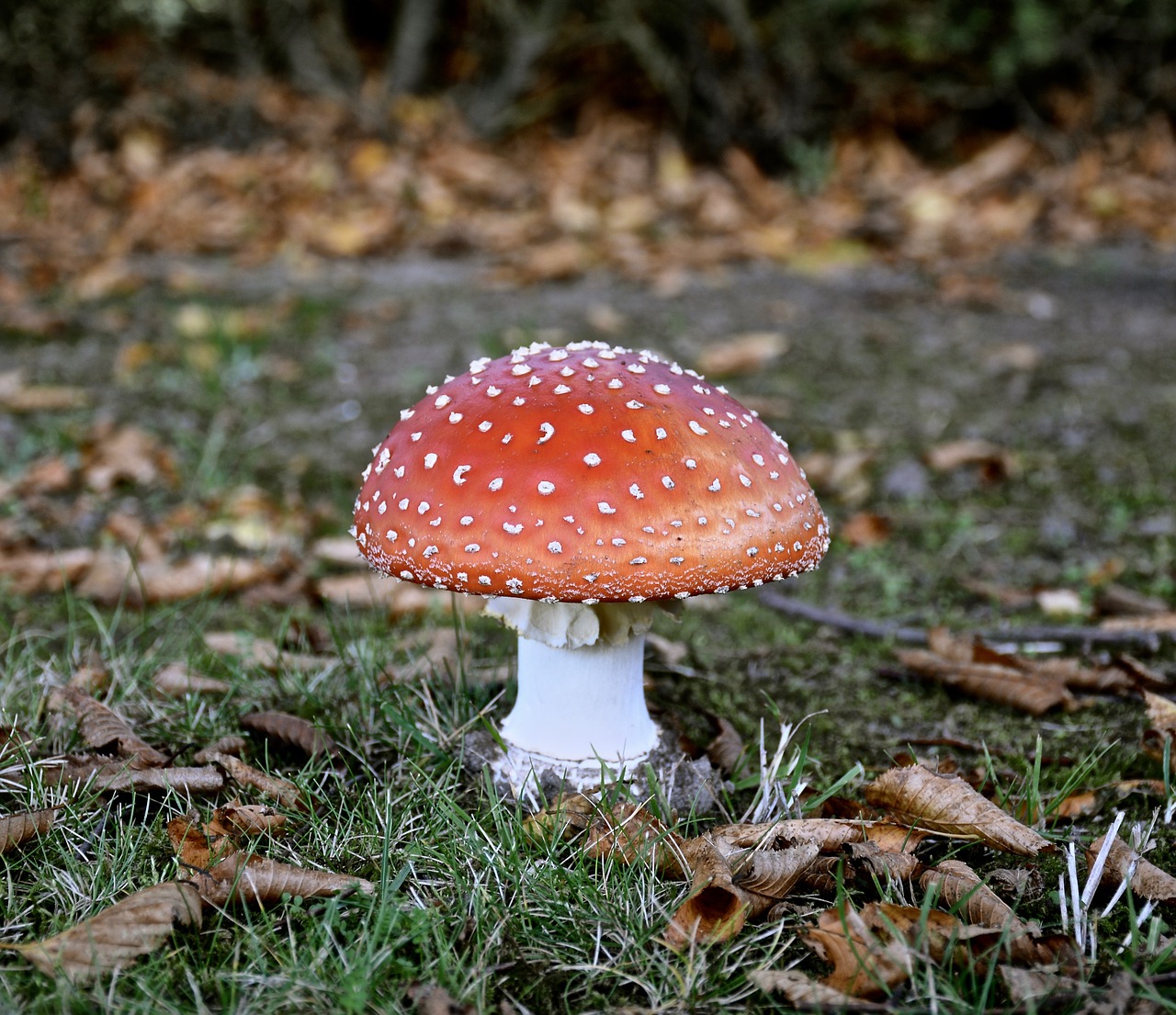 mushroom  autumn  fly agaric free photo