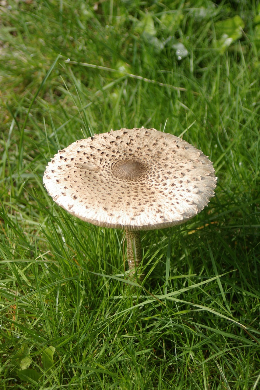 mushroom large mushrooms free photo