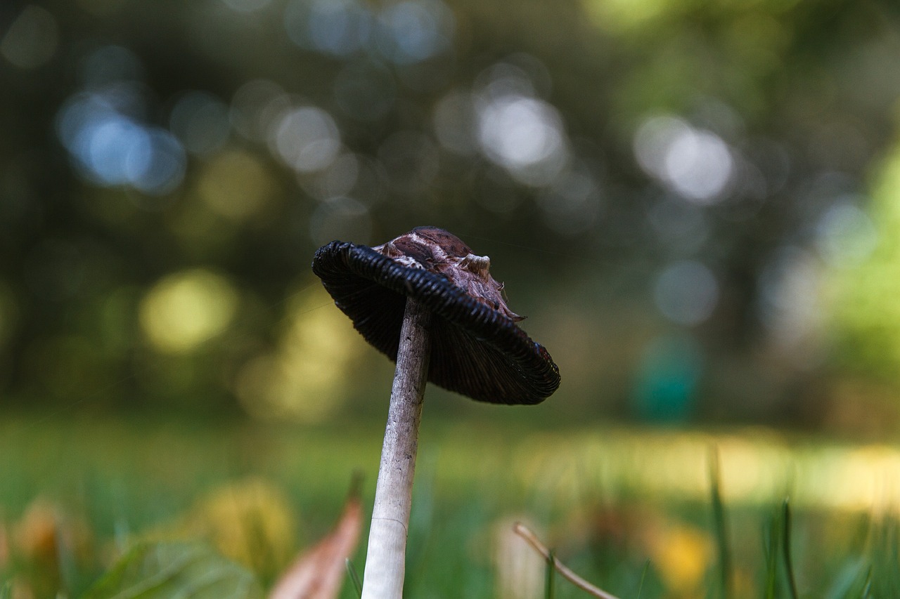 mushroom meadow nature free photo