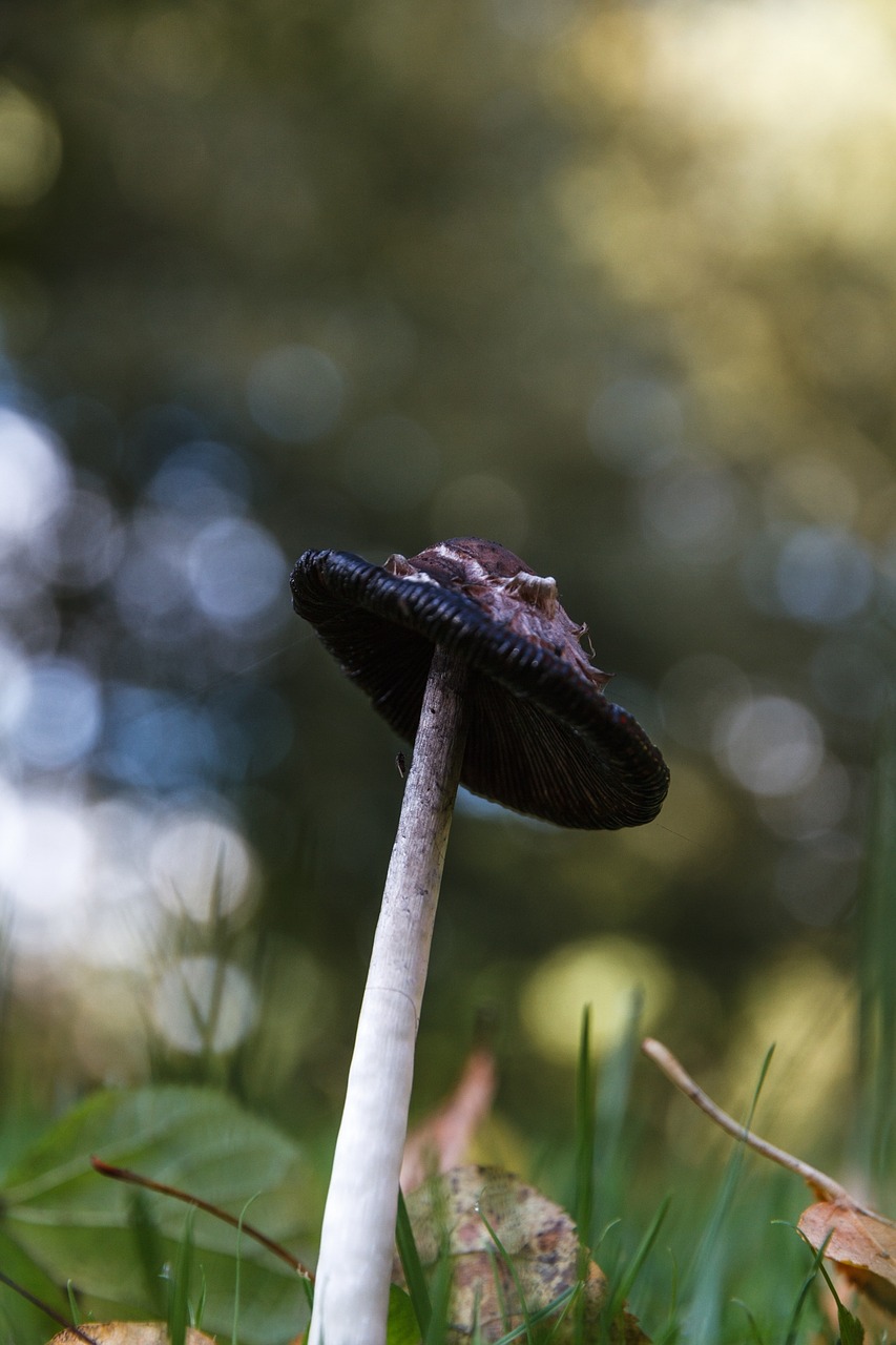 mushroom meadow autumn free photo