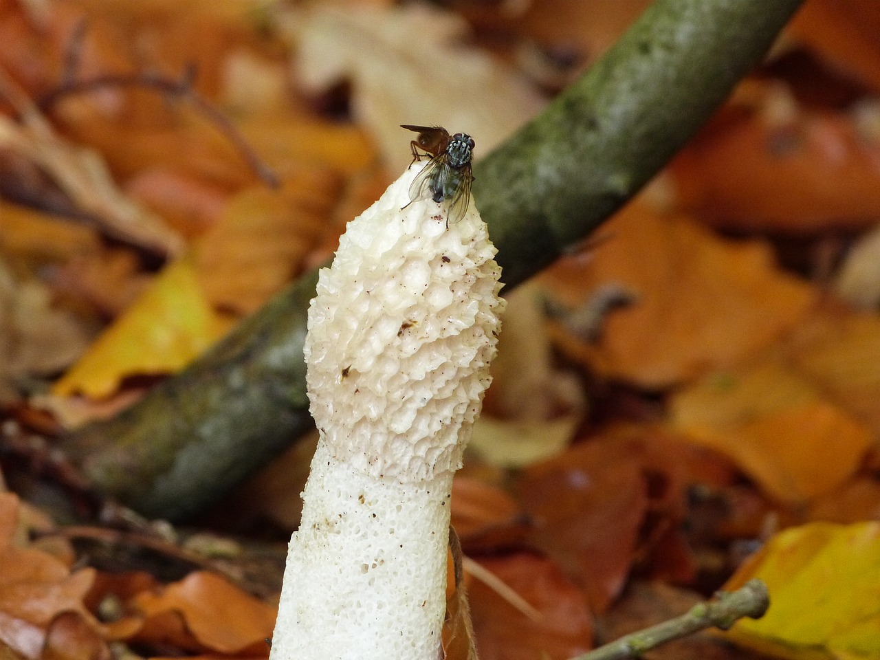 mushroom  forest  autumn free photo