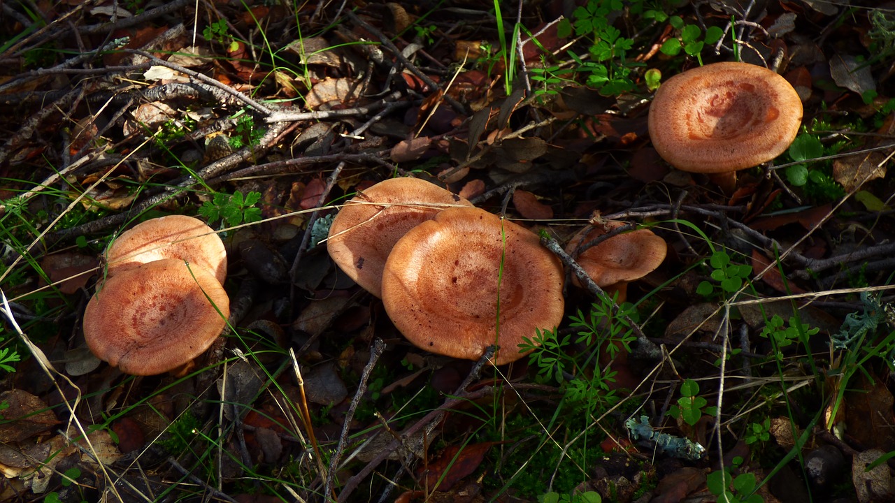 mushroom  milk-cap  autumn free photo