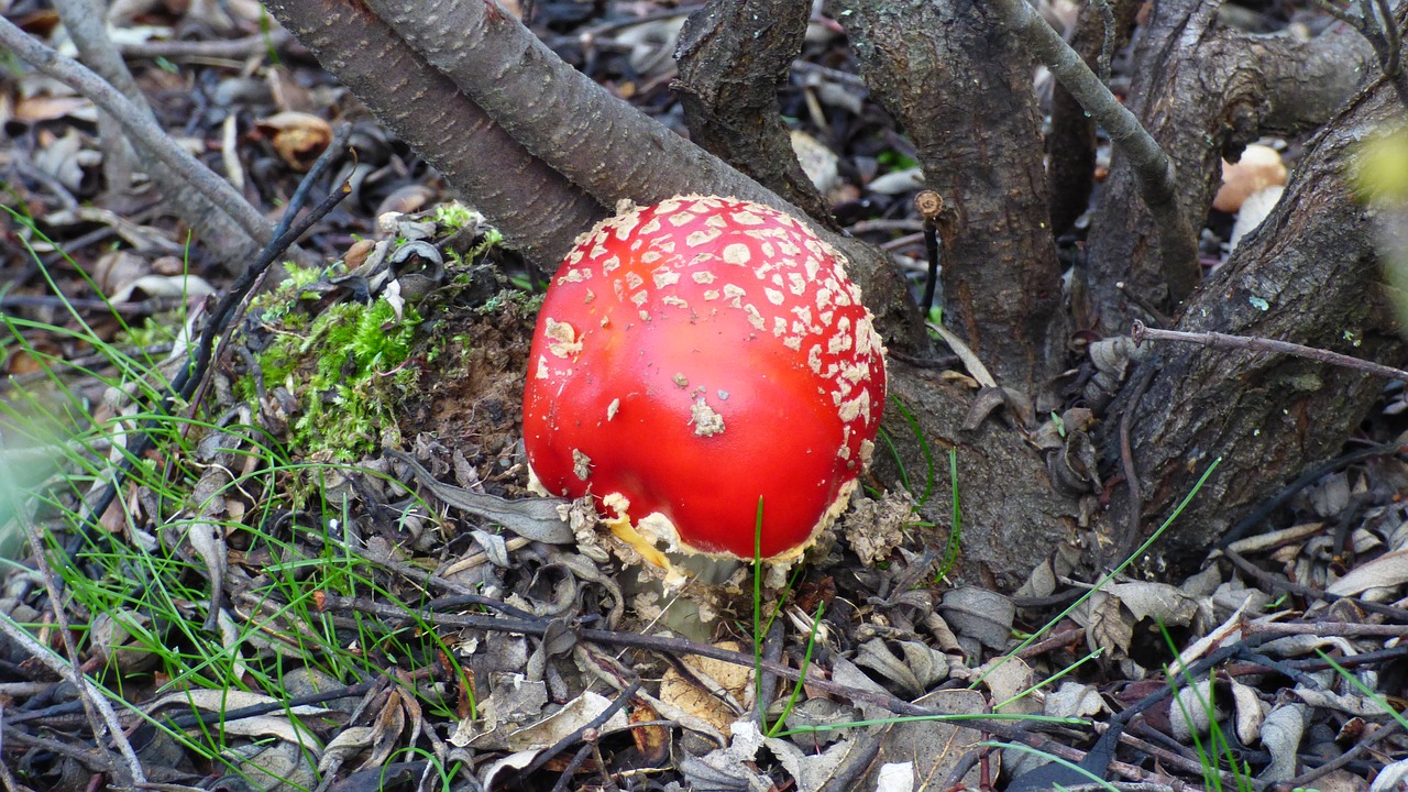 mushroom  amanita  muscaria free photo