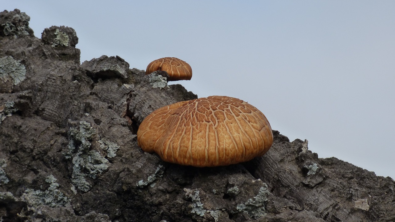 mushroom  tree  trunk free photo