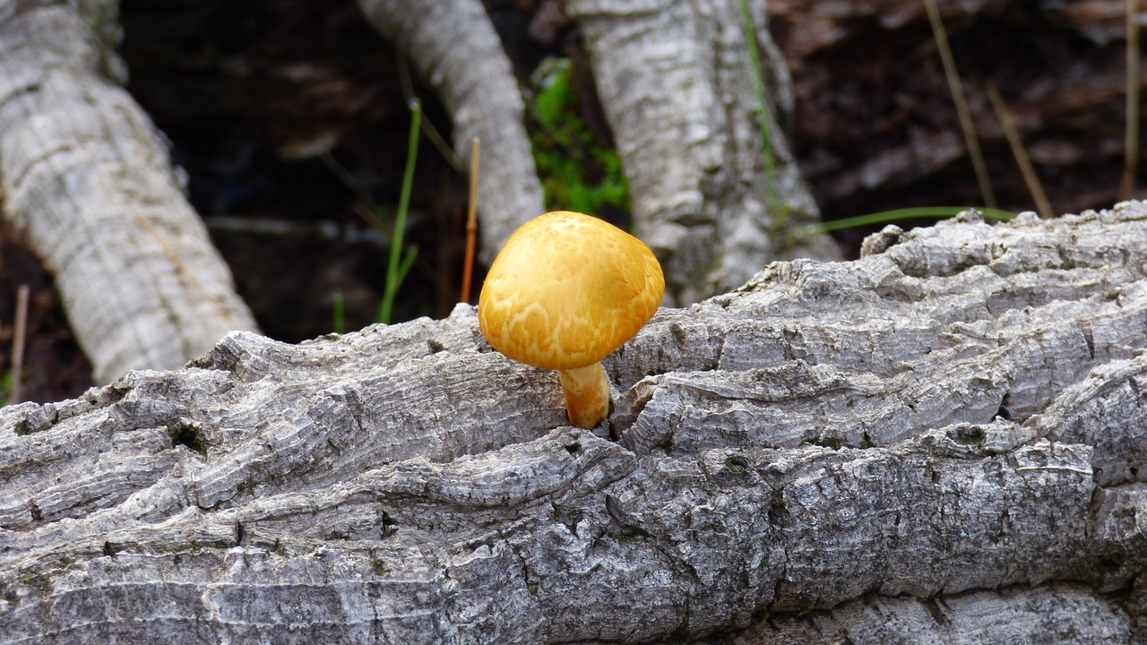 mushroom  tree  trunk free photo