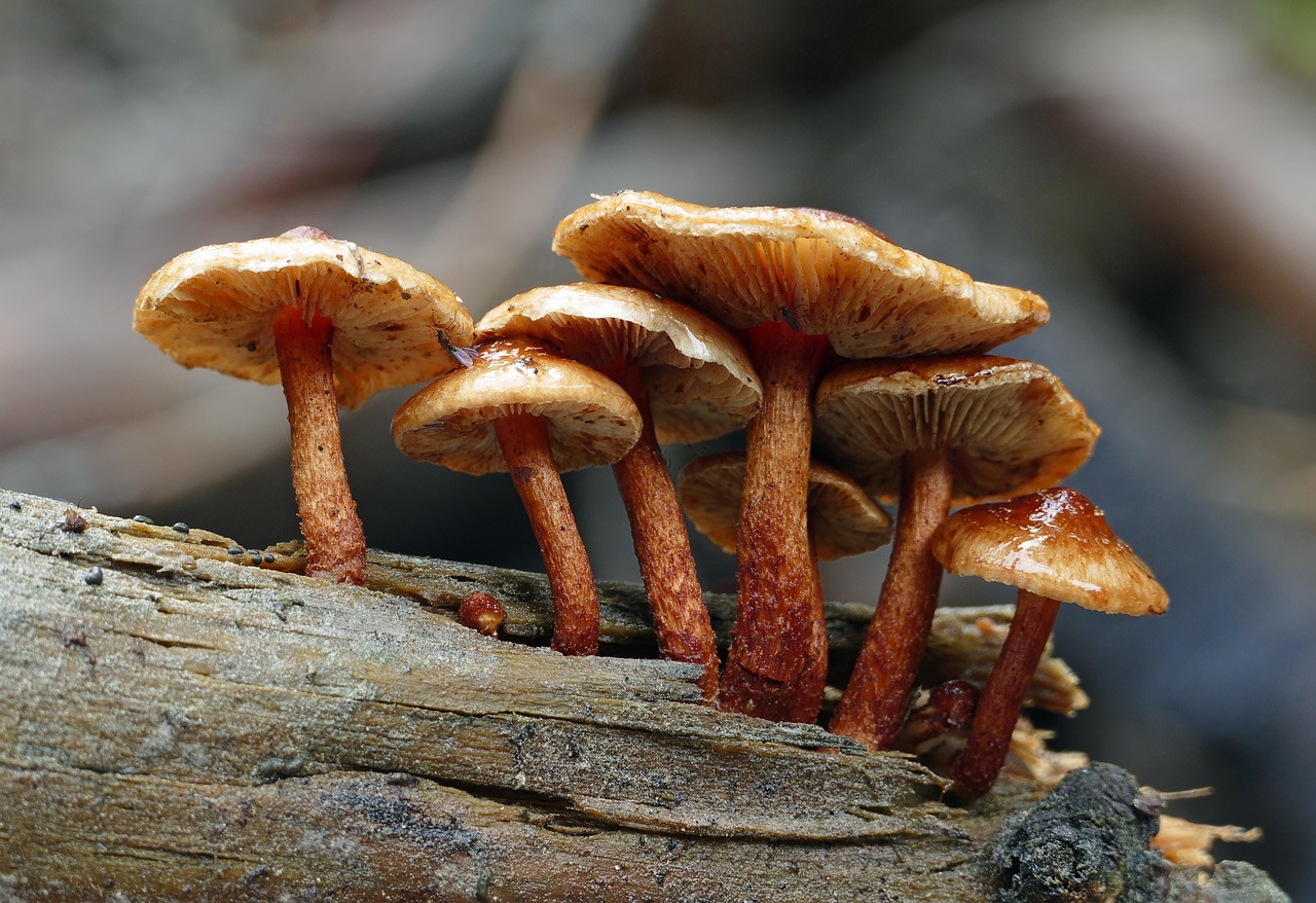 mushroom  close up  fungus free photo