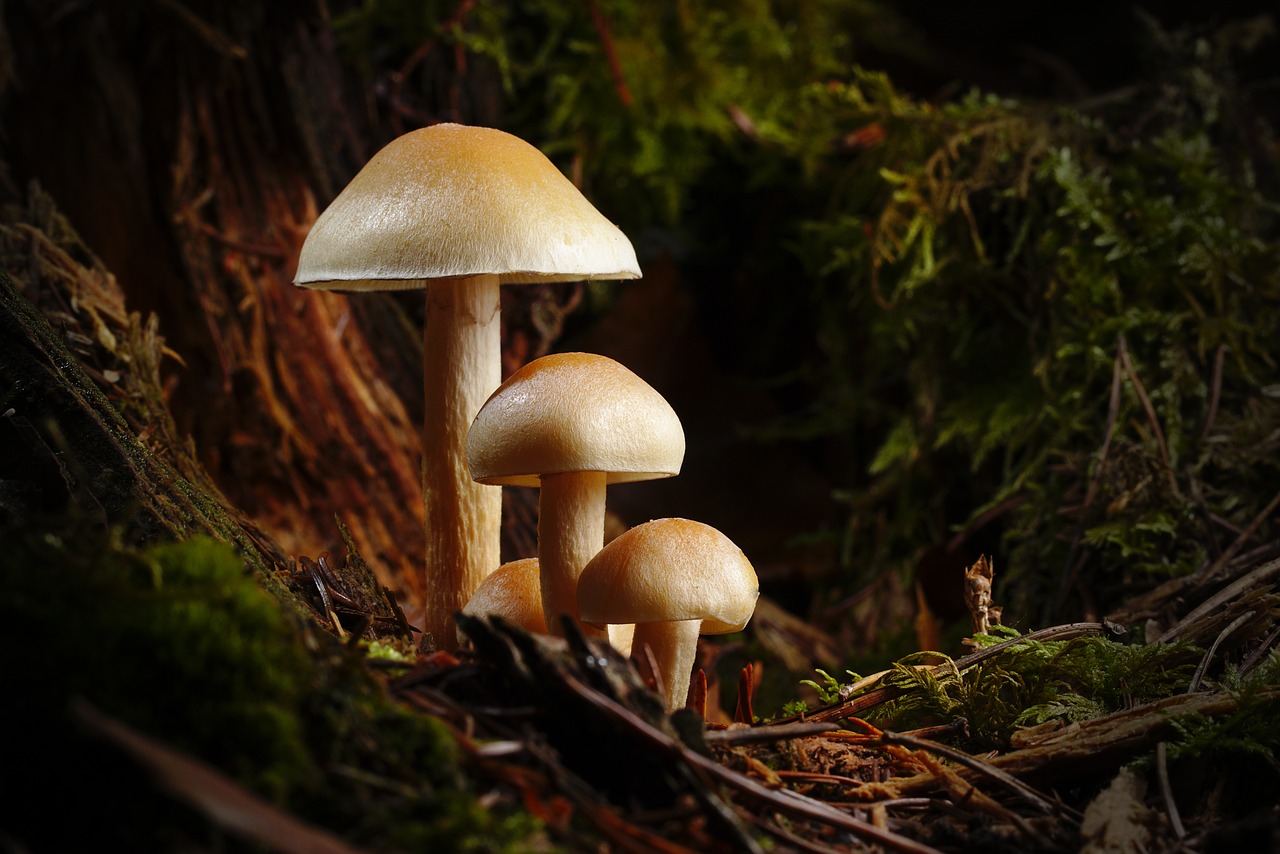 mushroom  mushrooms  autumn free photo