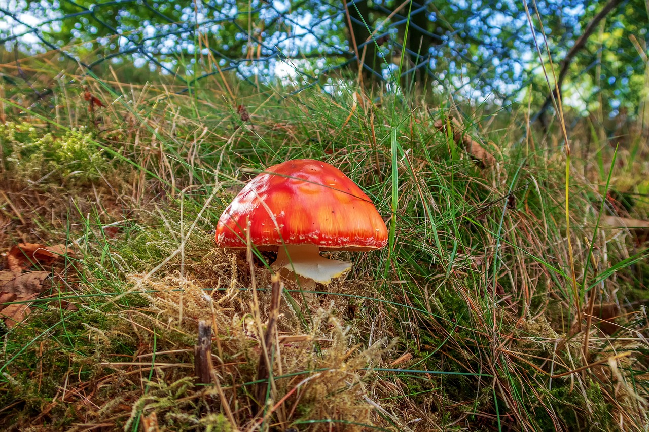 mushroom  meadow  grass free photo