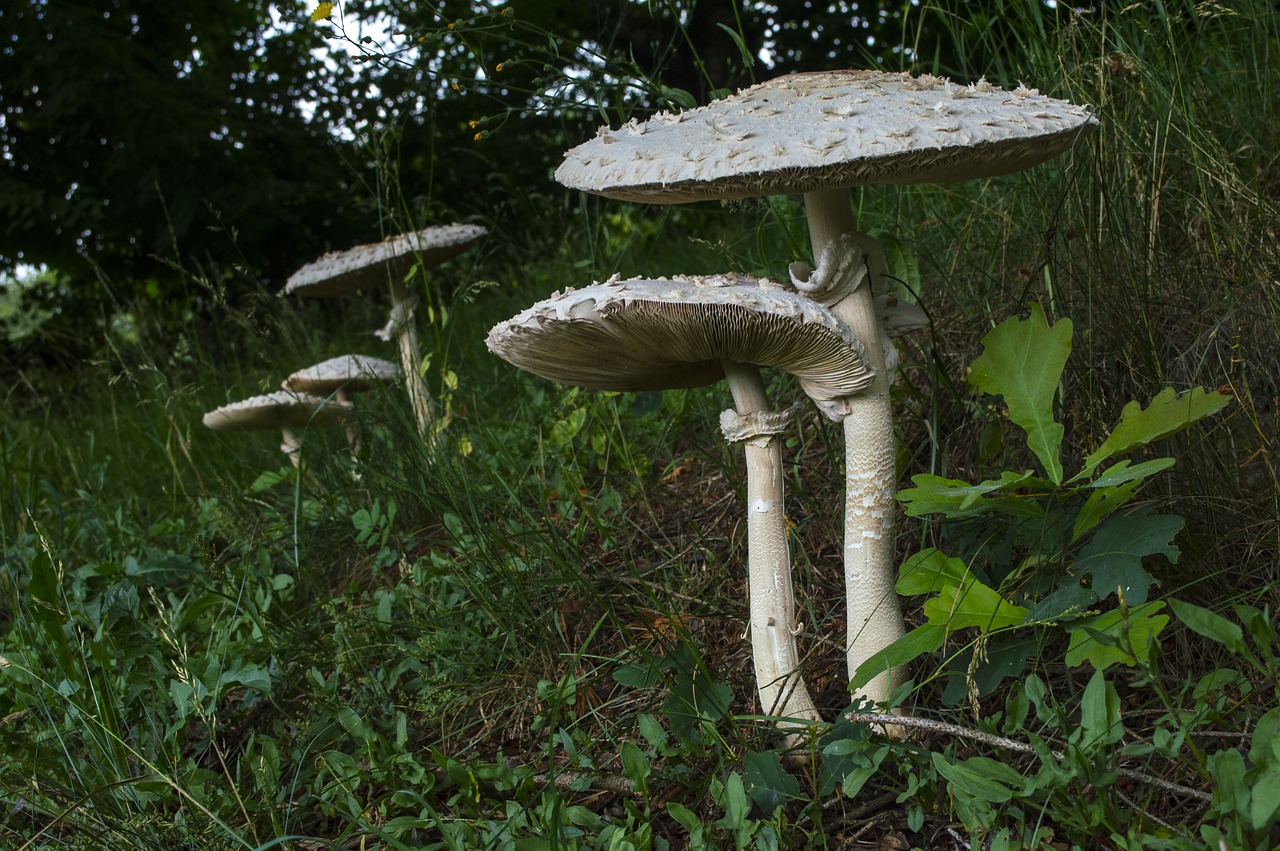 mushroom  boletes  giant schirmling free photo