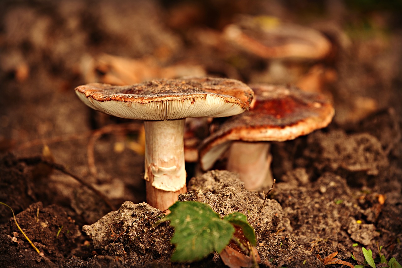 mushroom  stem  cap free photo