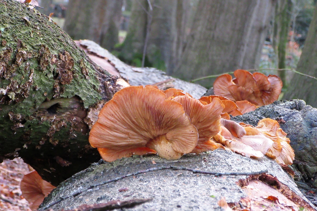 mushroom  tree trunk  moist free photo