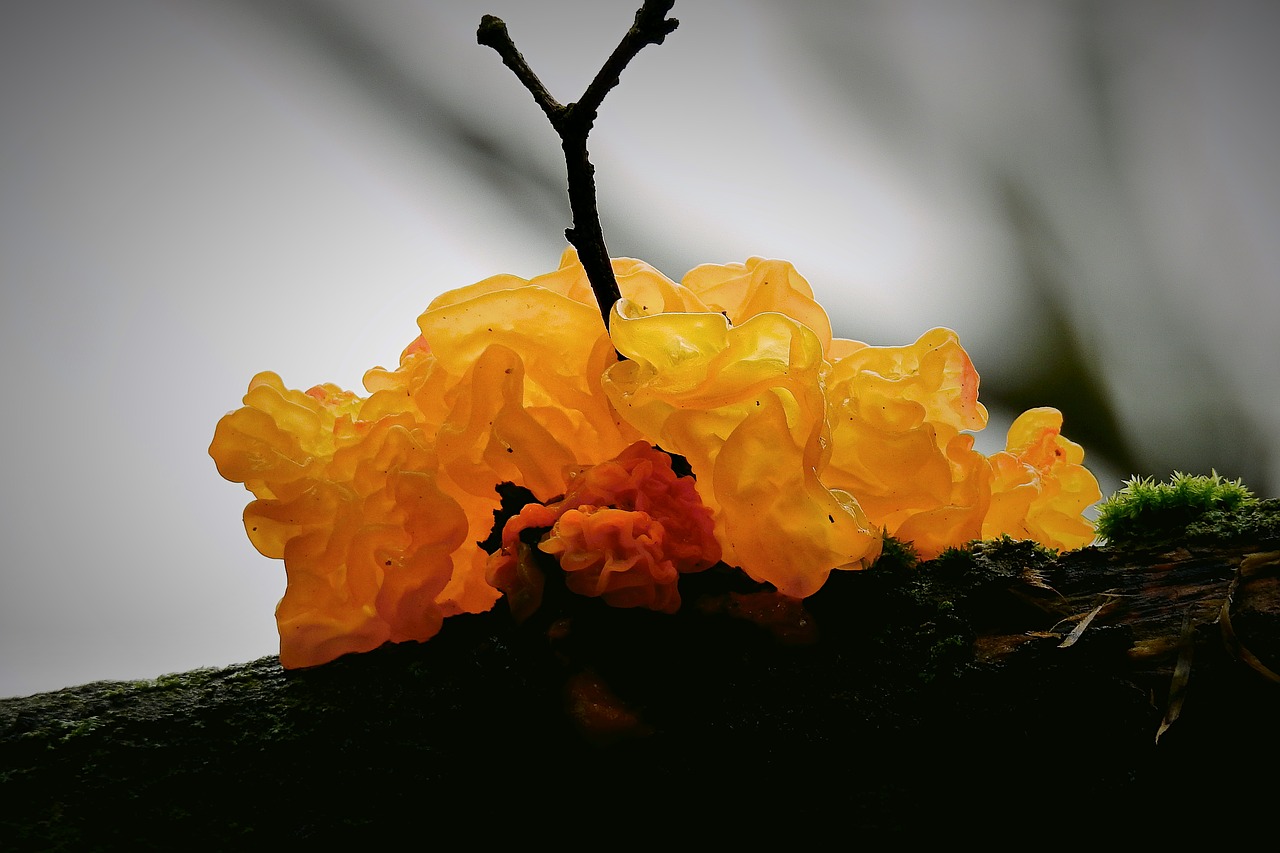 mushroom  tree  forest free photo