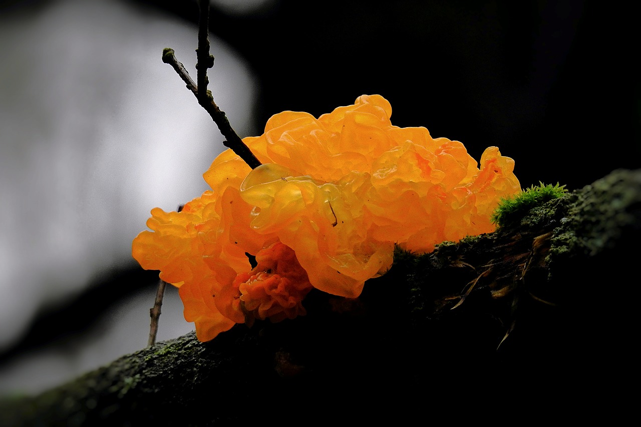 mushroom  nature  forest free photo