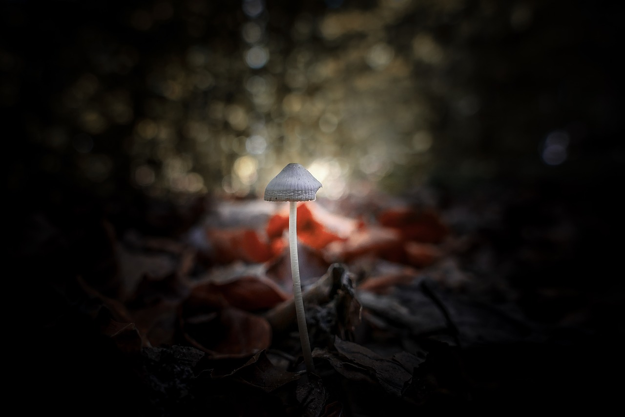 mushroom  nature  autumn free photo