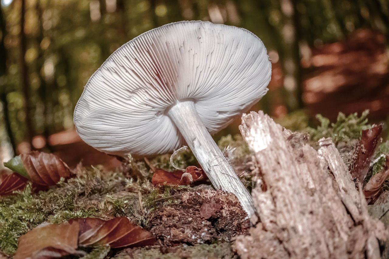 mushroom  nature  toxic free photo