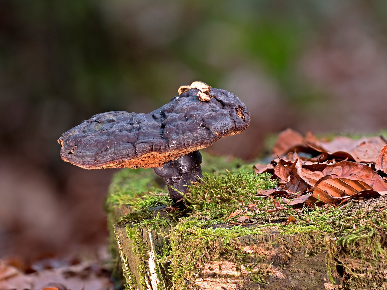 mushroom  tree fungus  moss free photo