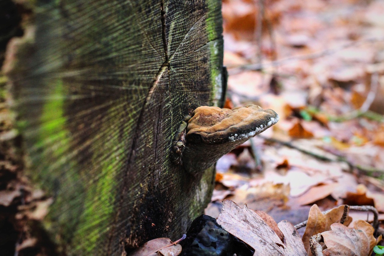 mushroom  log  moss free photo