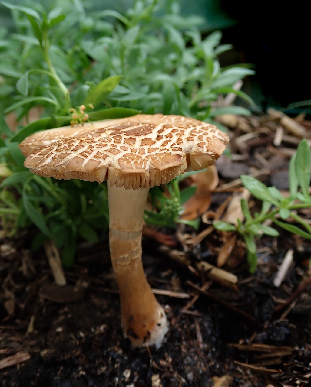 mushroom  fungi  garden free photo