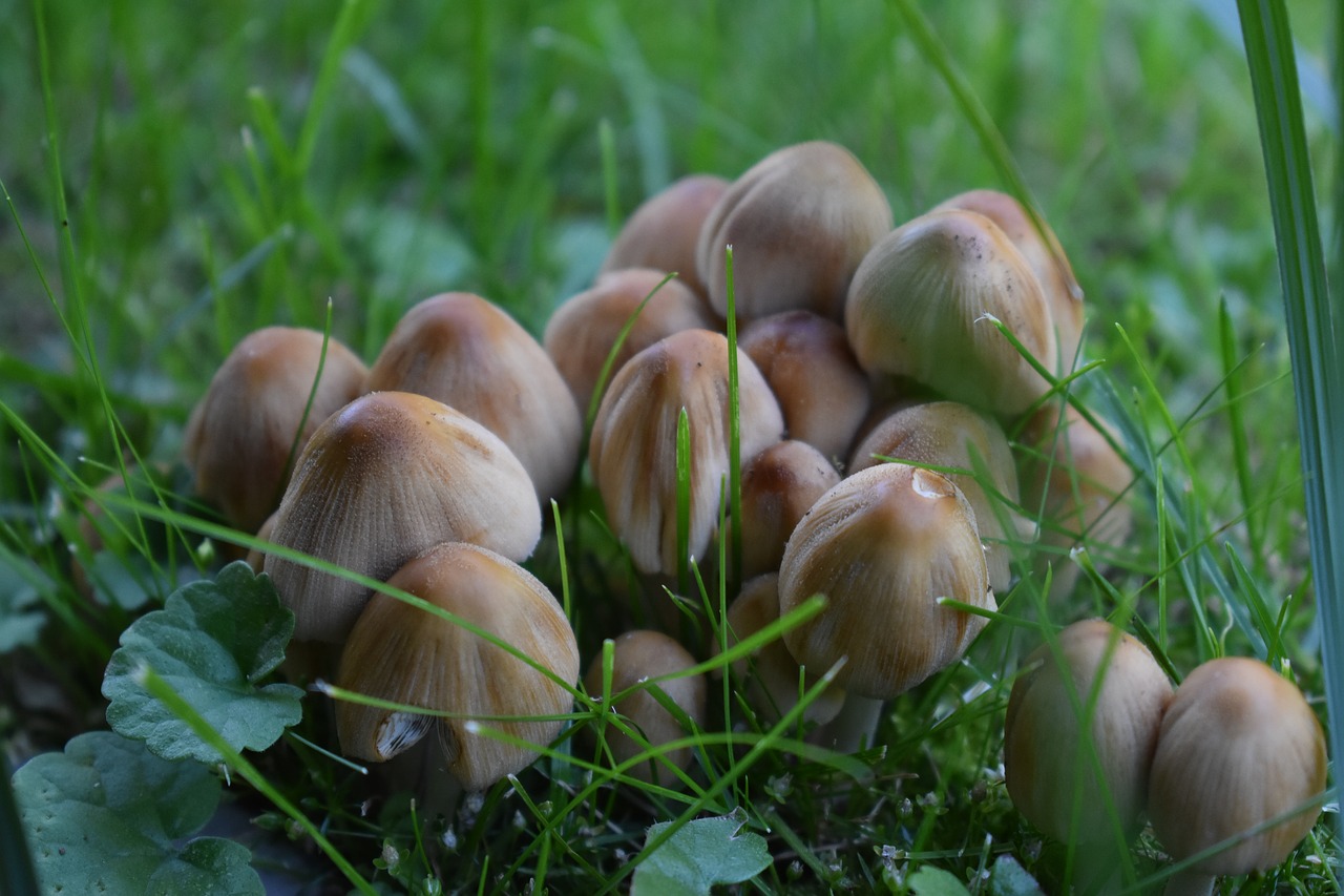 mushroom  nature  autumn free photo