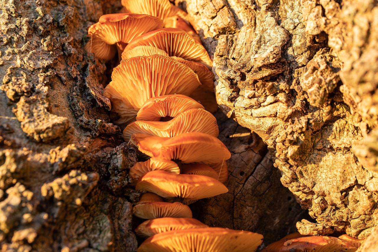 mushroom  mushrooms  forest free photo