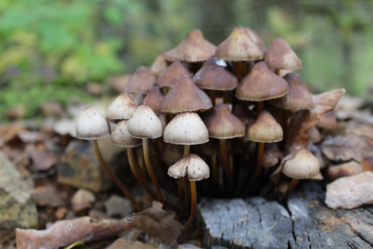 mushroom  nature  forest free photo