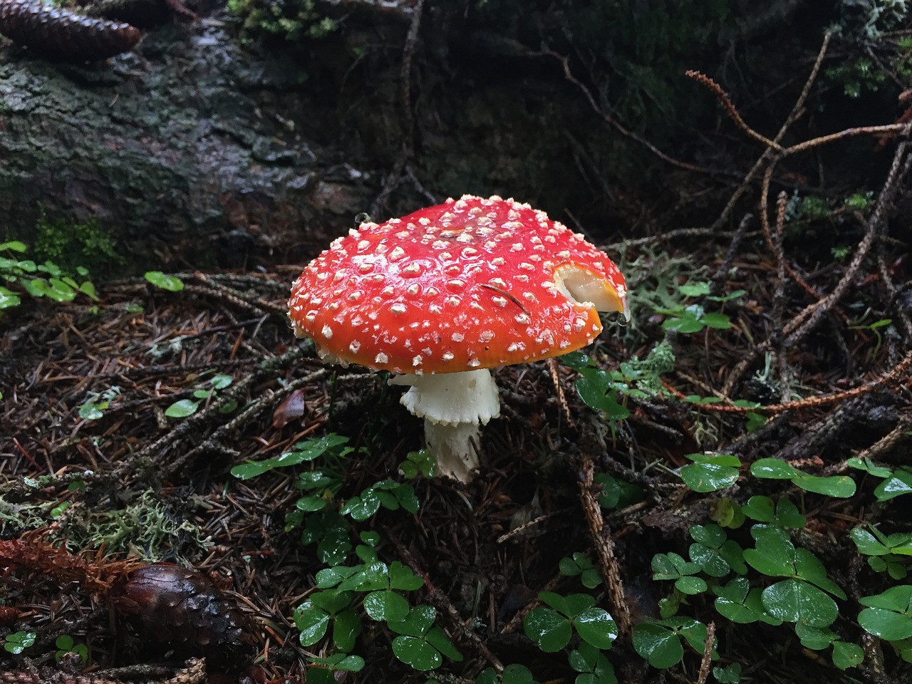 mushroom  forest  autumn free photo