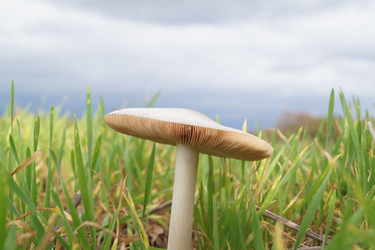 mushroom lamellar grass free photo