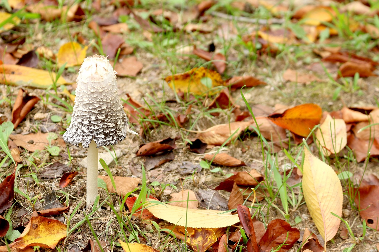 mushroom  leaves  autumn free photo