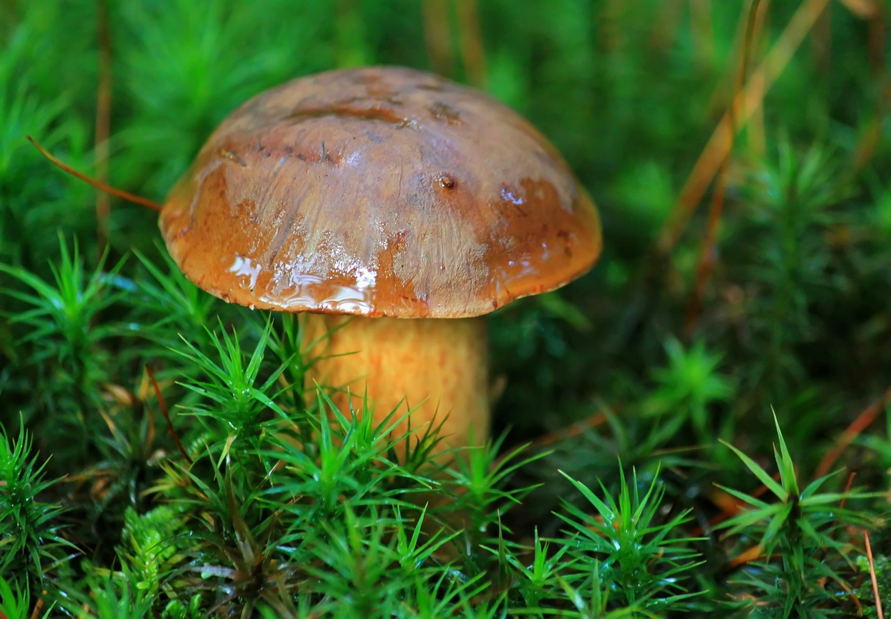 mushroom chestnut mushroom forest plant free photo