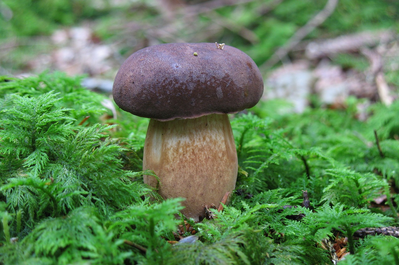 mushroom  gathering  autumn free photo