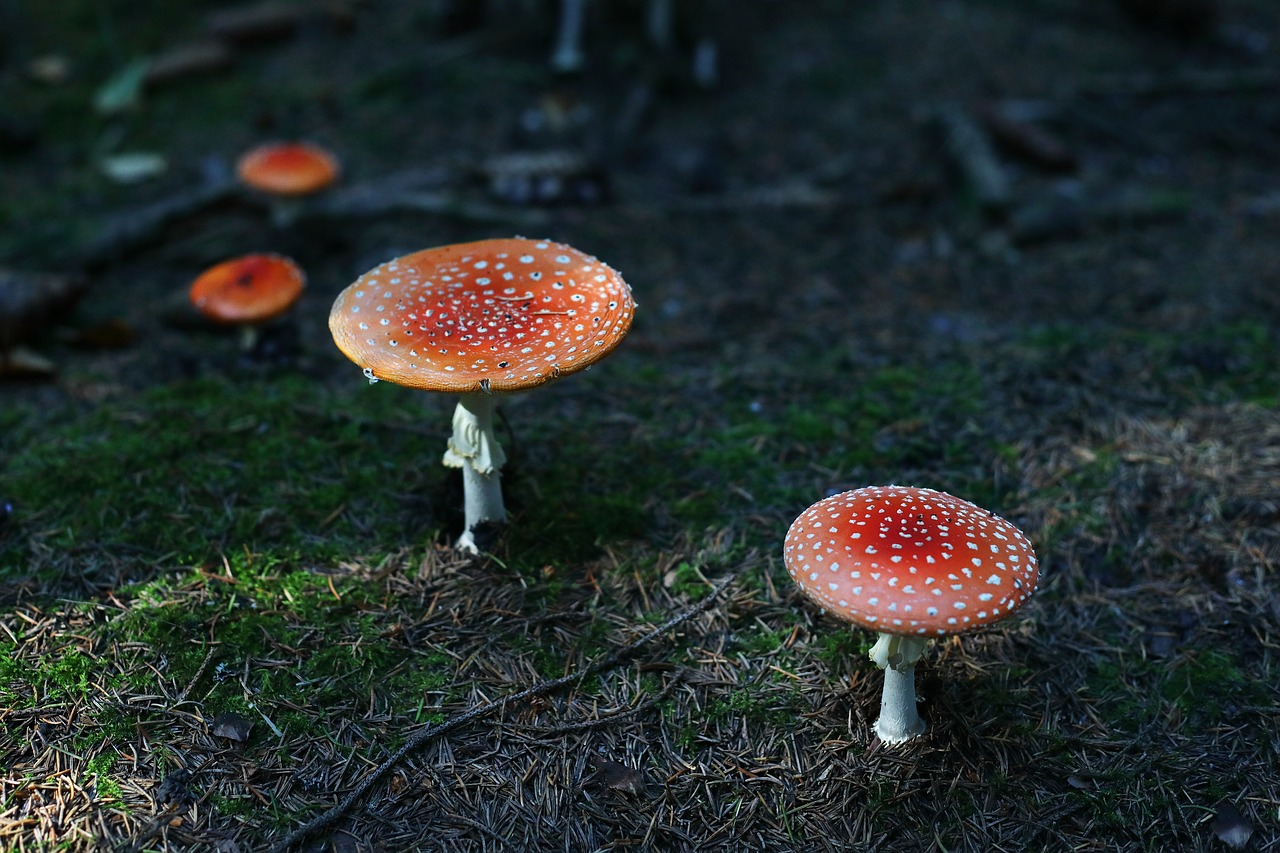 mushroom  forest  autumn free photo