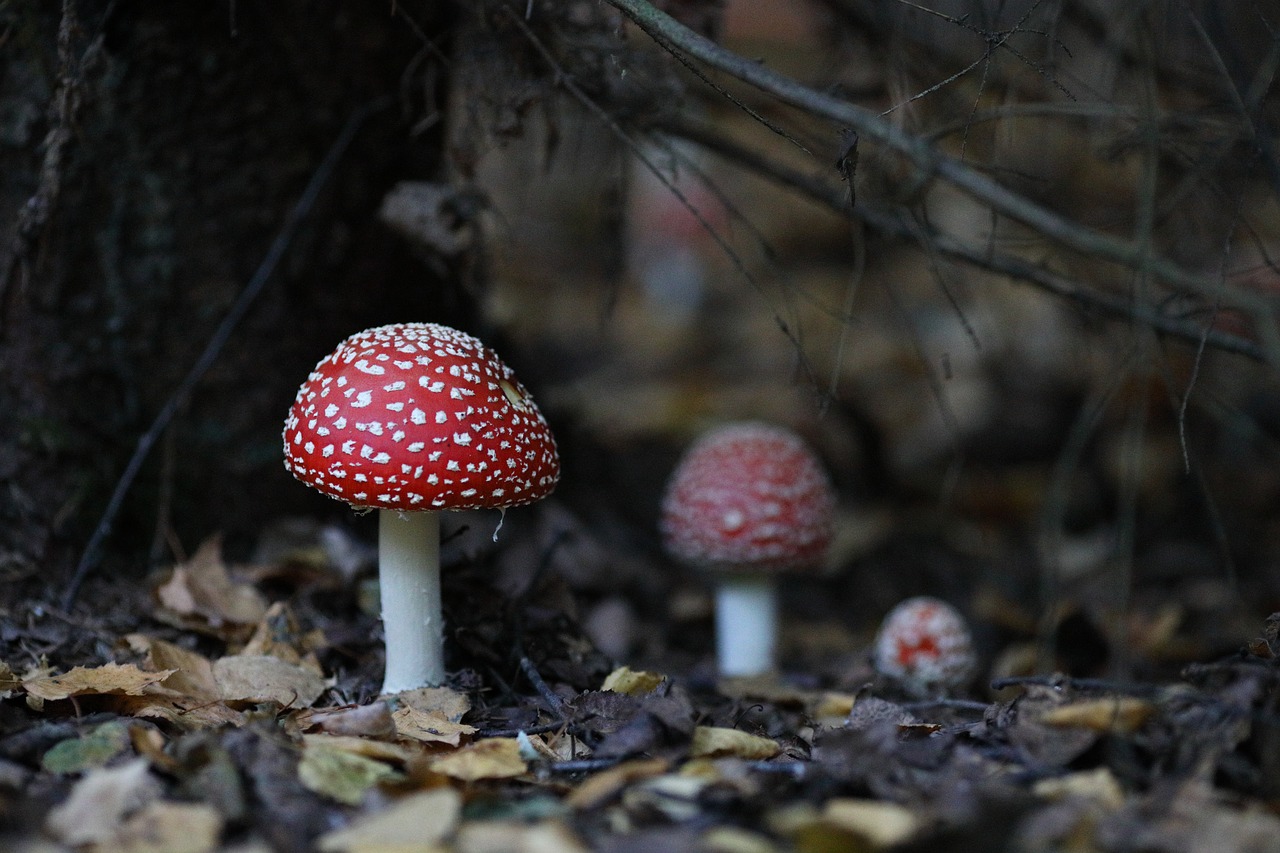 mushroom  forest  autumn free photo