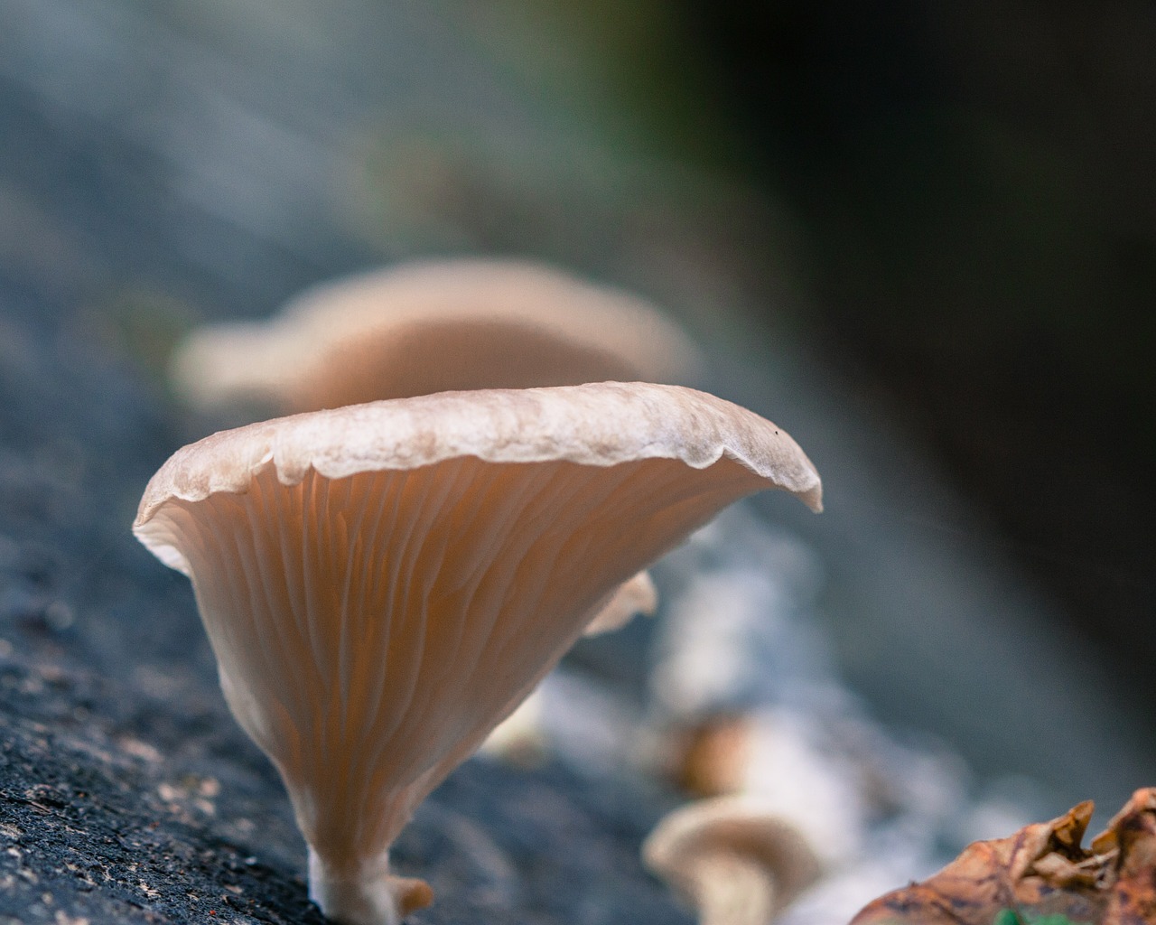 mushroom fungus nature free photo