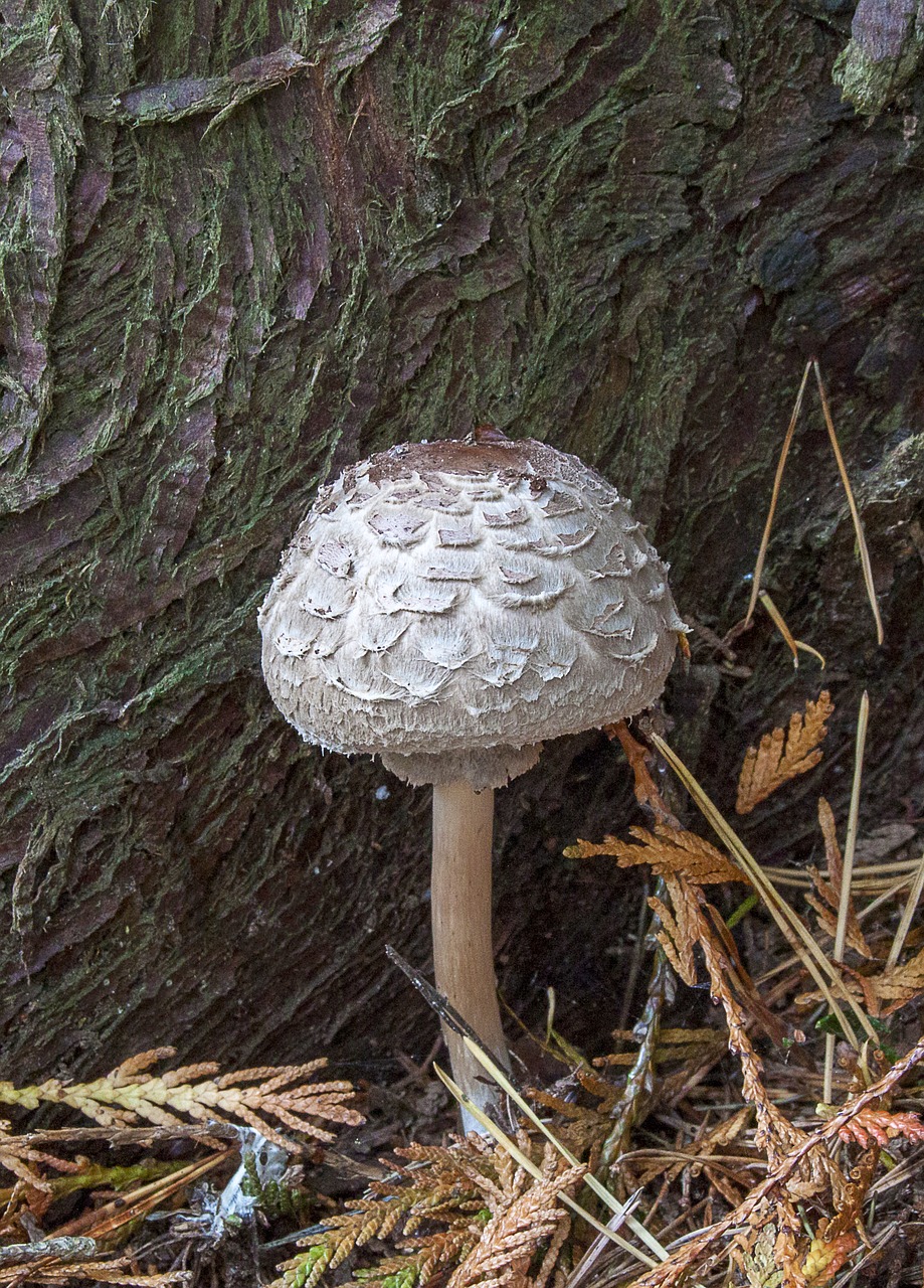 mushroom  fungi  parasol free photo