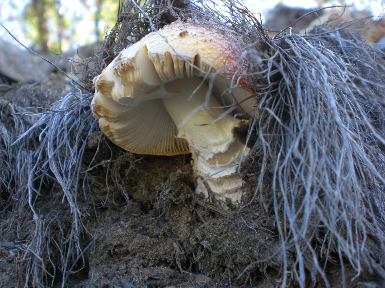 mushroom fad autumn free photo