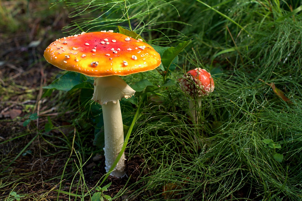 mushroom  alaska  anchorage free photo