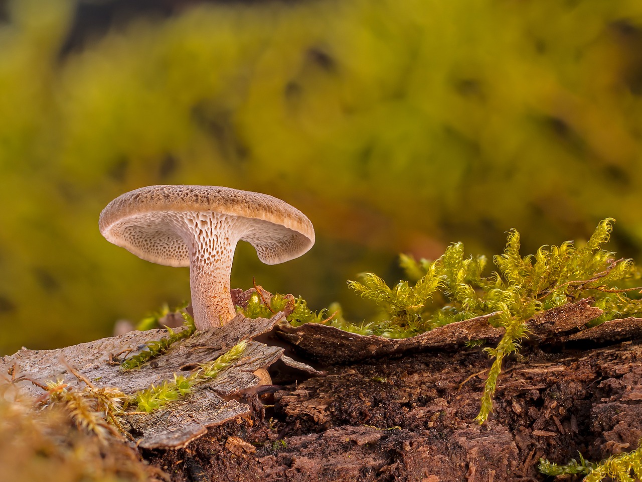 mushroom  dead wood  wood decomposition free photo