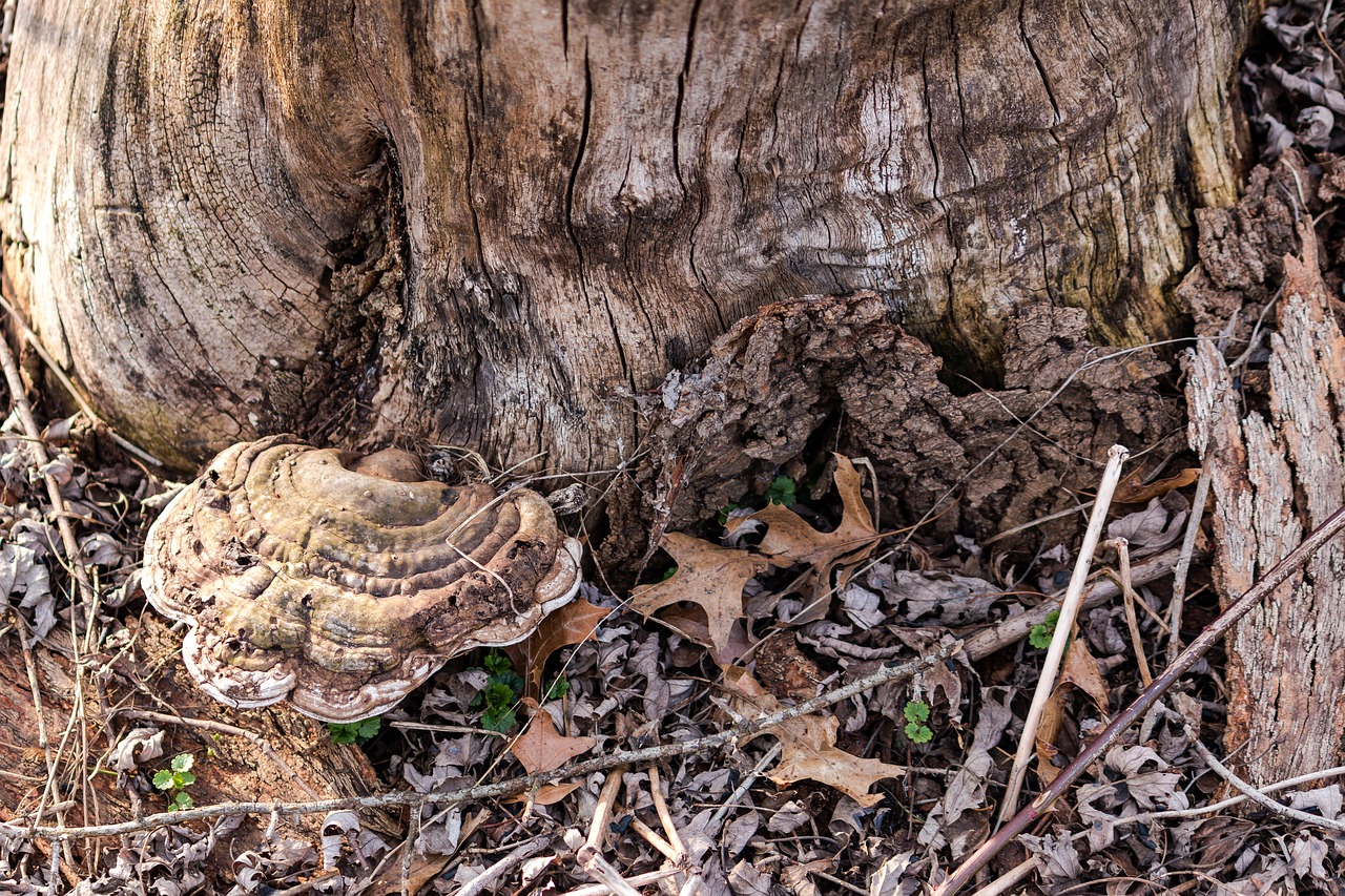 mushroom  nature  brown free photo