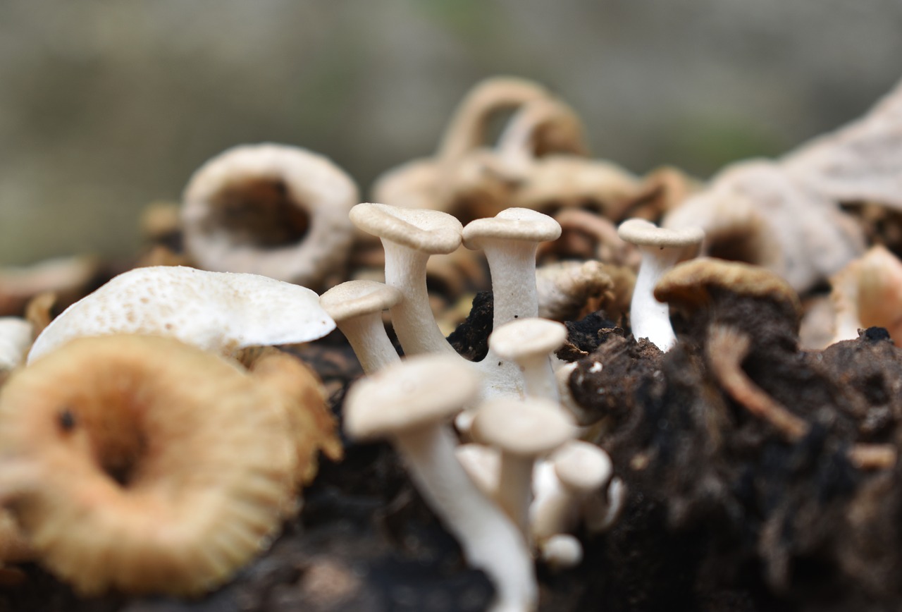 mushroom  moist  nature free photo